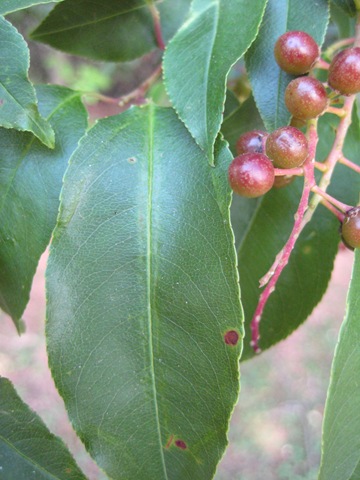 [leaf-berry-closeup[2].jpg]