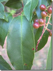 leaf-berry-closeup