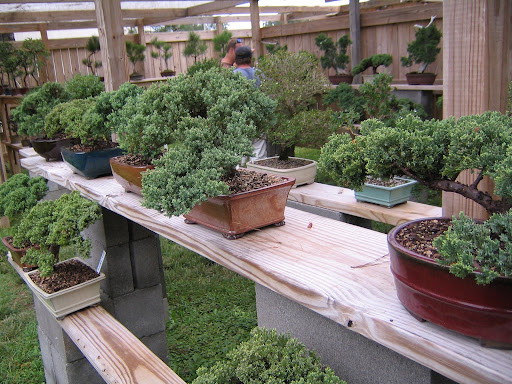 Fantastic display of juniper bonsai in the middle of Alabama