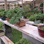 Fantastic display of juniper bonsai in the middle of Alabama