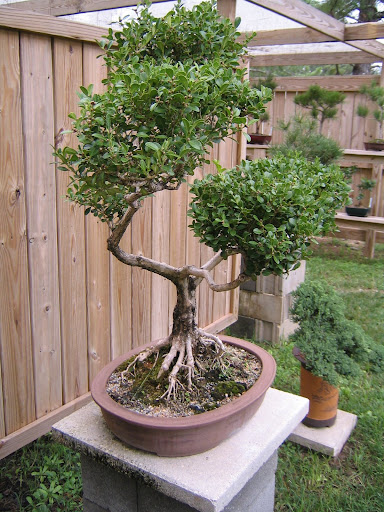 Boxwood Bonsai