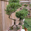Boxwood Bonsai