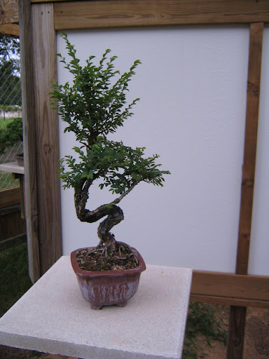 I love the curvy trunk