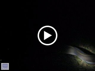 Feeding eels during the night dive