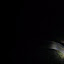 Feeding eels during the night dive