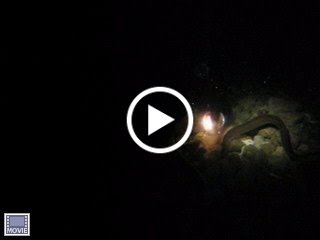 Feeding eels during night dive