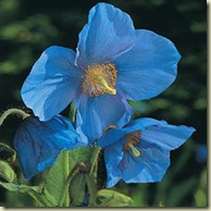 blue poppy