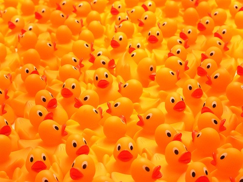 [So Many Ducks[3].jpg]