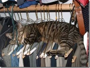 Gato en closet