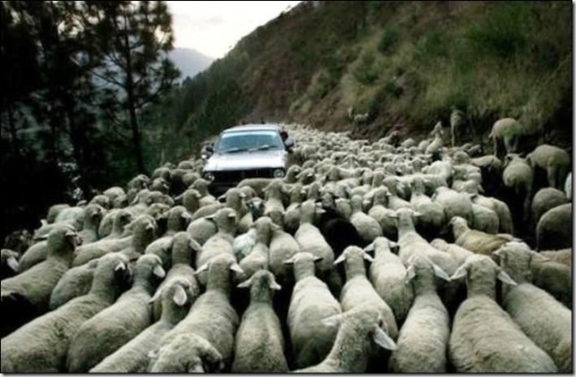 Manifestación de ovejas