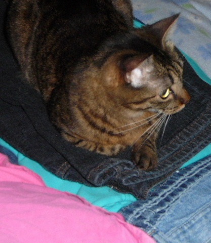 [Gizmo likes my clothes[2].jpg]
