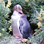 Yellow-eyed Penguins