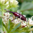 Straight-snouted weevil