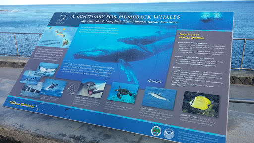 A Sanctuary for Humpback Whales