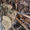 Shelf or bracket fungi