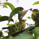 Orange-crowned warbler