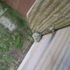 orb weaver???