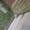 orb weaver???