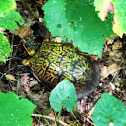 Eastern box turtle