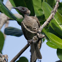 Helmeted Friarbird