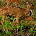 Spotted deer