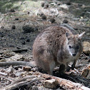 Parma Wallaby
