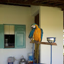 Macaw