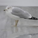 Ring-billed Gull