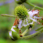 Blackberry