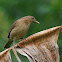 Clay-coloured Robin or Yigüirro