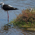 Black-winged stilt & juvenile