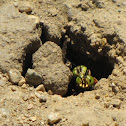 Sand Wasp