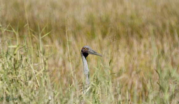 Spotting Image 1