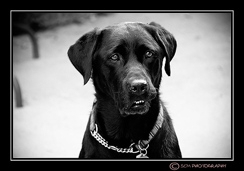 [DSC_0007blk[3].jpg]