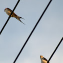 Greater Striped Swallow