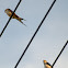 Greater Striped Swallow