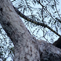 Tiger Rat Snake