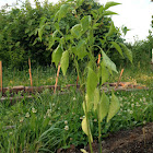 Cayenne pepper
