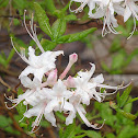 Pinxter Azalea