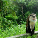 Mona Monkey
