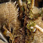 Hydroid Decorator Crab