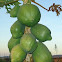 Papaya Tree