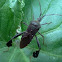 Leaf-footed bug