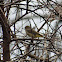 Palm Warbler
