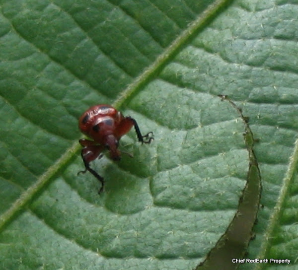 leafcutter beetle Project Noah