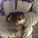 Cooper's hawk