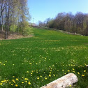 Dandelions 
