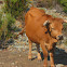 Cattle
