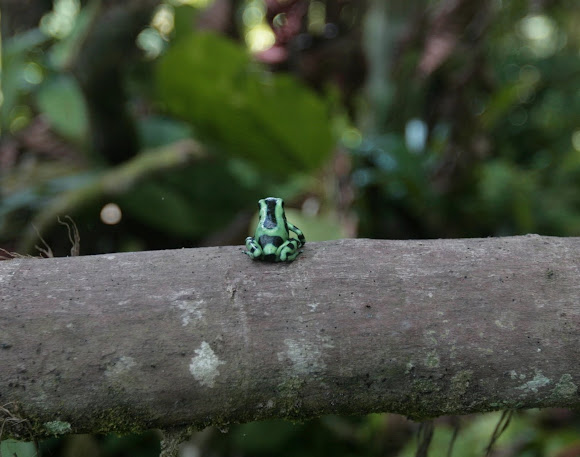 Spotting Image 1