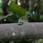 Poison Dart Frog